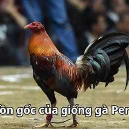 đá gà peru quốc tế