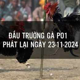 đá gà phát lại 2019