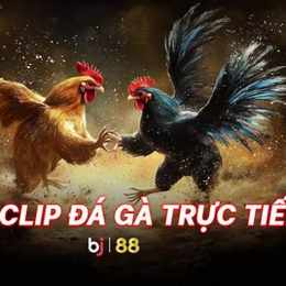 đá gà phát lại c4