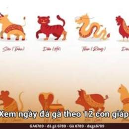 đá gà phu phu hôm nay