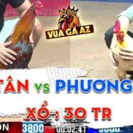 đá gà phương tóc dài