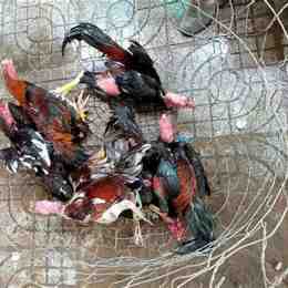 đá gà quận bình tân