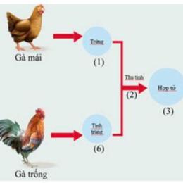 đá gà sinh đôi ở c3