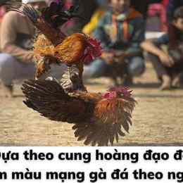 đá gà theo ngày âm