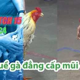 đá gà thomo 15 6 2023