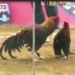 đá gà thomo 15 7 2023