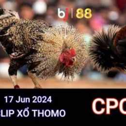 đá gà thomo 17 7 2024
