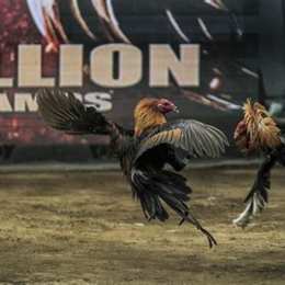 đá gà thomo 20/3/2024