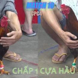 đá gà thomo 22 3 2023