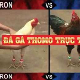 đá gà thomo 25 tháng 10