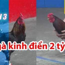 đá gà thomo 26 10 2023