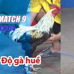 đá gà thomo 27 5 trận 54 c3