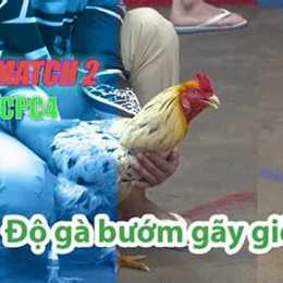 đa ga thomo 28 7
