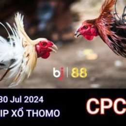 đá gà thomo 30 tháng 8