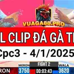 đá gà thomo 4 1 2025