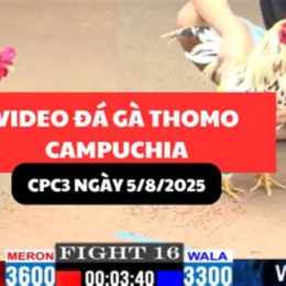 da ga thomo 5 8 2025
