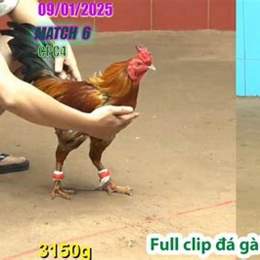 đa ga thomo 6 5 2023