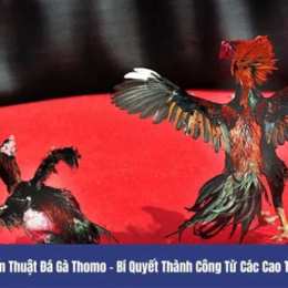đá gà thomo 6 6 2023