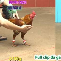 da ga thomo 6 7 2023