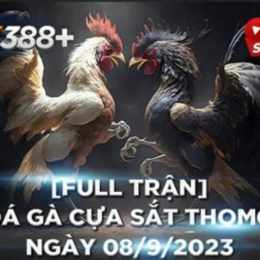 đá gà thomo 8/4