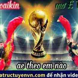 đá gà thomo bịp roykin và mơ ê tô
