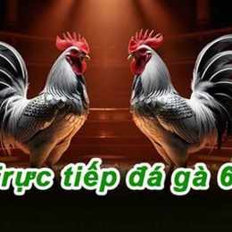 đá gà thomo c1 c2 c3 c4 hôm nay