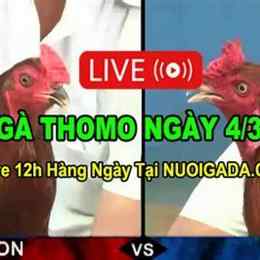 đá gà thomo c3 30/3