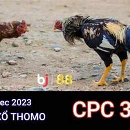 đá gà thomo cpc3 trận 21