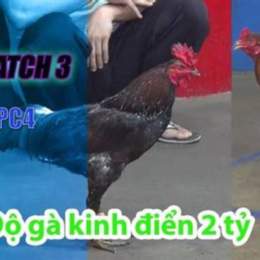 đá gà thomo cpc4 hôm nay
