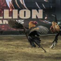 đá gà thomo gà duyên ti