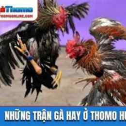 đá gà thomo hôm nay trận 51