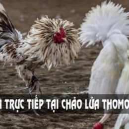 đá gà thomo hôm nay xem lại