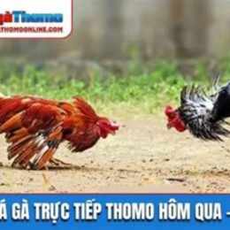 đá gà thomo hôm qua bảo sting