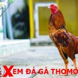 đá gà thomo mít trà cú với phúc bình dương