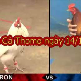 đá gà thomo ngày 14 thắng 04