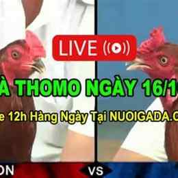 đá gà thomo ngày 16 tháng 2