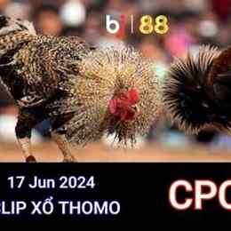 đá gà thomo ngày 17/2