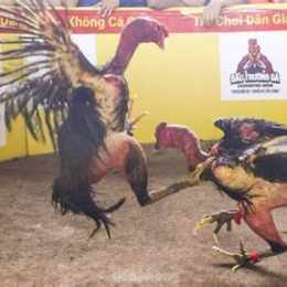 đá gà thomo ngày 18 tháng 1 năm 2024