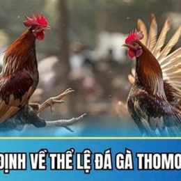 đá gà thomo ngày 18 thắng 5