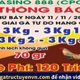 đá gà thomo ngày 19 tháng 11 năm 2022