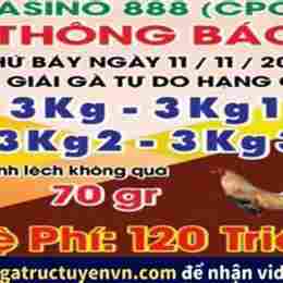 đá gà thomo ngày 19 tháng 11 năm 2023