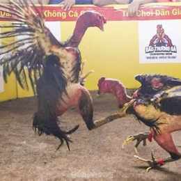 đá gà thomo ngày 2 tháng 8 năm 2024