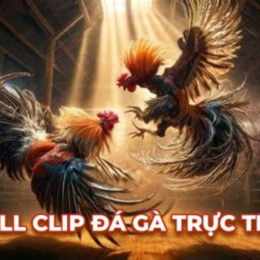 đá gà thomo ngày 26 tháng 04