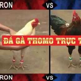 đá gà thomo ngày 31 tháng 7 năm 2023