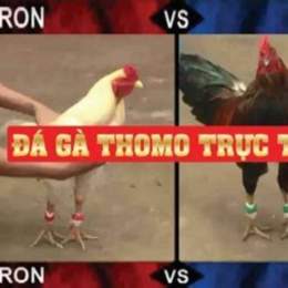 đá gà thomo ngày 31 tháng 7 năm 2024