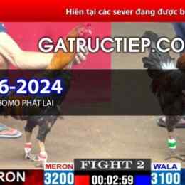 đá gà thomo ngày 5 tháng 6 năm 2002