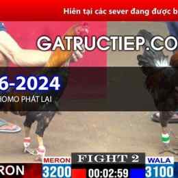 đá gà thomo ngày 5 tháng 6 năm 2022