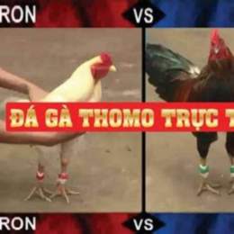 đá gà thomo ngày 6 tháng 04