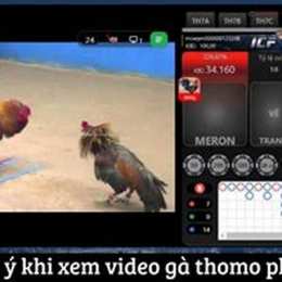 đá gà thomo phát lại hôm nay