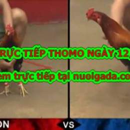 đá gà thomo thứ ba